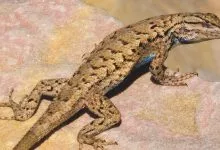 4f7b24854337b8eb3482de93ddf08094 43 011