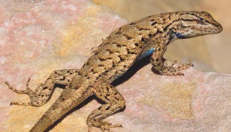 4f7b24854337b8eb3482de93ddf08094 43 011