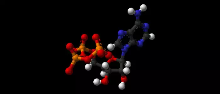 Scientists Figured Out Why Atp Powers All Life On Earth 700x300 1