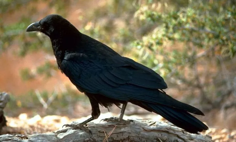 Corvus Corax Fws