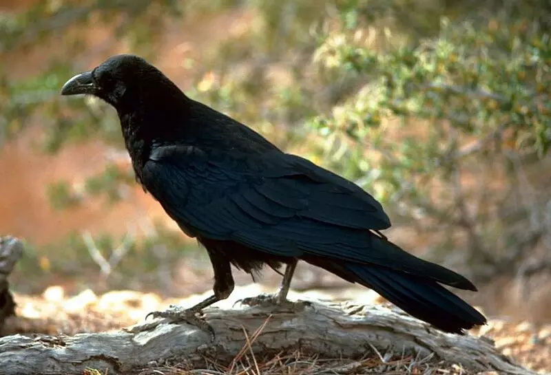 Corvus Corax Fws