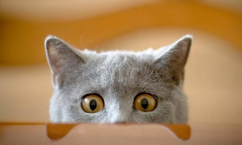 Maxresdefault 1024x576 1