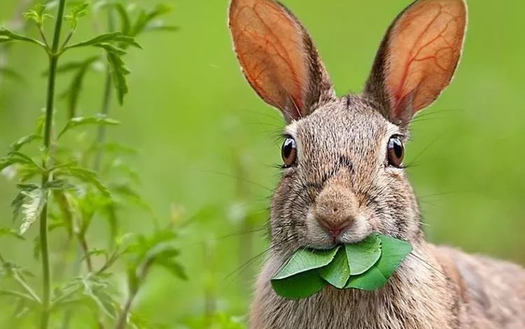 Travoyidni Tvaryny Osoblyvosti Ta Vydy