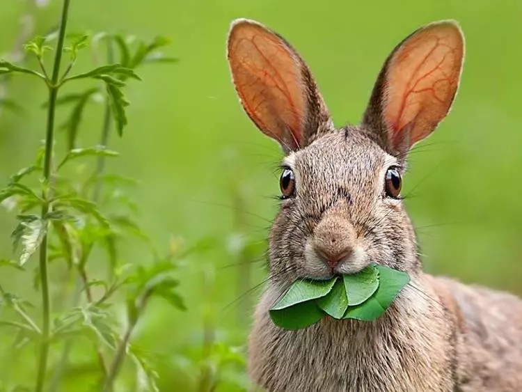 Travoyidni Tvaryny Osoblyvosti Ta Vydy